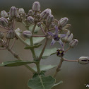 Crown flower