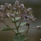 Crown flower