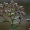Crown flower