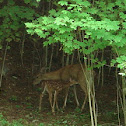 White Tailed Deer