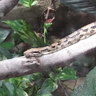 Boa constrictor