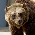 Eurasian Brown Bear
