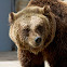 Eurasian Brown Bear