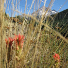 Indian Paintbrush