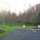 Wild Turkey