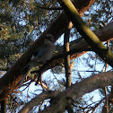 Eurasian Jay