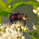 Tachinid Fly
