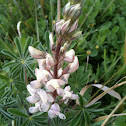 תורמוס ארצישראלי Lupinus