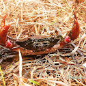 Philippine Mud Crab