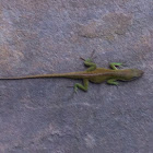 Carolina green anole