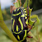 Green Fiddler Beetle