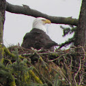 bald eagle