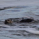 Cape clawless otter