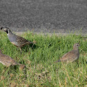 California Quail