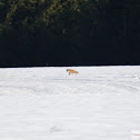 Red fox