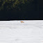 Red fox