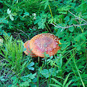 Unnamed spotting