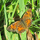 Pearl Crescent