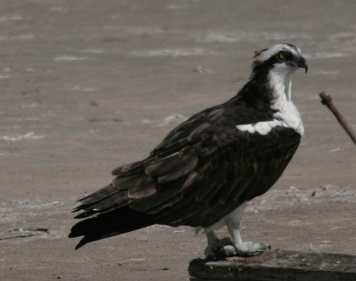 Spotting Image 1