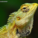 Common Garden Lizard