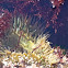 Sunburst Anemone