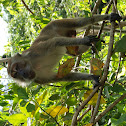 Philippine long-tailed macaque