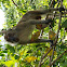 Philippine long-tailed macaque