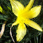 Day lilly