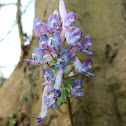 Fumewort