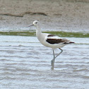American Avocet