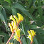 Kangaroo Paw