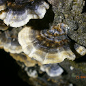 Turkey Tail mushrooms?