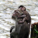 Long-tailed Macaque