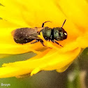 Small carpenter bee