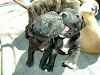 American Pitbull Terrier Puros