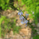 Lobelia