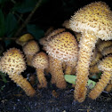 Shaggy scalycap