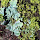 Eagle Landing Park species