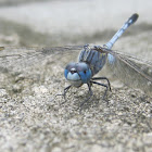 Ground Skimmer (male)