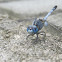 Ground Skimmer (male)