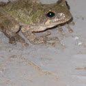 tree frog