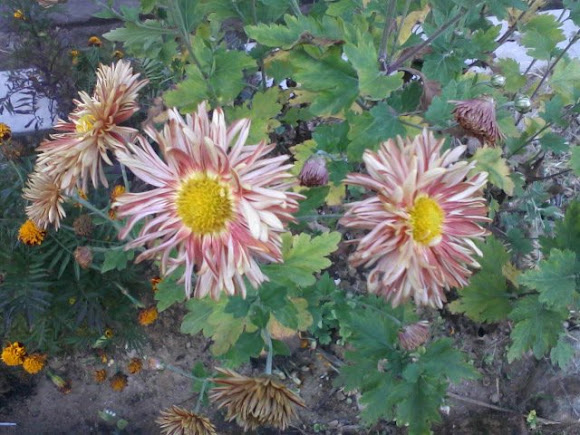 Spotting Image 1