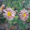 Crysenthemum