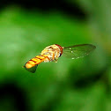 Marmalade Hoverfly