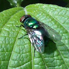 Green fly
