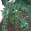 Chinese privet