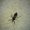 Stink bug or assisan bug?
