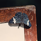 turquoise cracker