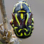 Fiddler Beetle