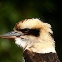 Laughing Kookaburra